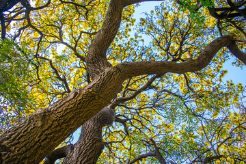 Fototapeta na wymiar Wide perspective from down to up view a large tree in spring, On a bright day all the trees are filled with yellow flowers.
