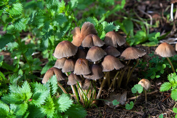 automne champignon coprin