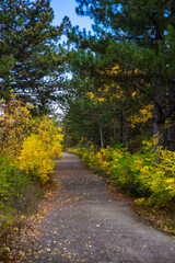 Fototapeta na wymiar Autumnal landscape with yellow leaves