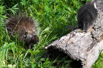 Porcupine (Erethizon dorsatum) Looks Up at Porcupette Walking Away on Log Summer