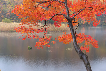 Fototapeta premium 沼と紅葉