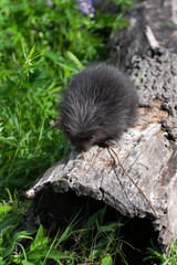Porcupette (Erethizon dorsatum) Walks Towards End of Log Summer