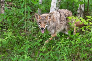 Naklejka na ściany i meble Adult Coyote (Canis latrans) Steps Through Weeds Out of Forest Summer