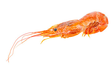 langoustines argentine frozen isolated on white background. Photo