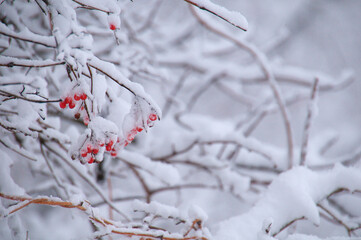 雪とナナカマド