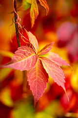 Obraz premium grape leaves in the autumn garden