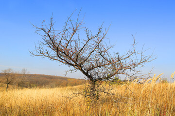 leafless tree on autumn dry grass meadow