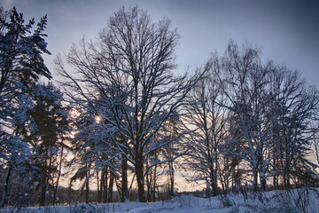 Fototapeta na wymiar Winter landscape, snowy forest in cold weather.