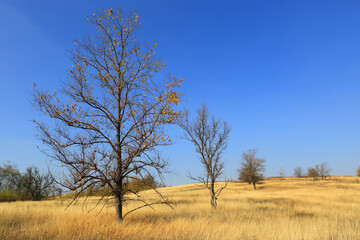 Fototapeta premium Trees on autumn dry yellow grass meadow