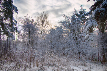Winter landscape, snowy forest in cold weather.