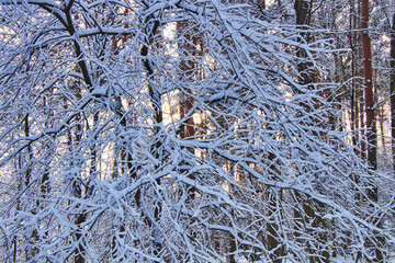 Winter landscape, snowy forest in cold weather.