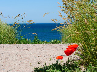 Mohn und Meer