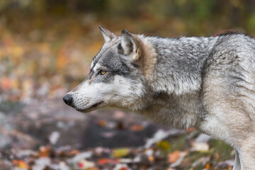 Grey Wolf (Canis lupus) Stares Intensely Left Autumn