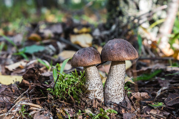 birch mushrooms grow in the forest among the grass