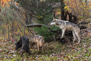 Three Grey Wolves (Canis lupus) Look Left Autumn