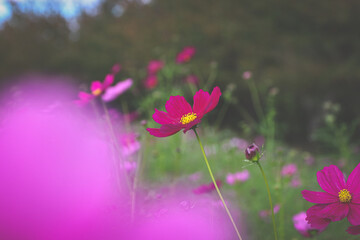 Fototapeta premium コスモス 花