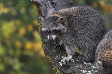Raccoon (Procyon lotor) Turns on Branch of Tree Autumn