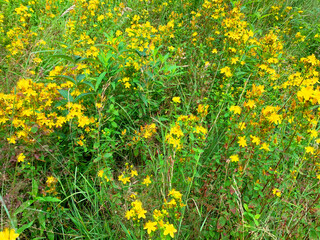 Hypericum perforatum grows on field, medicinal plants.