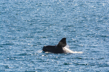 Naklejka premium Southern right whale,jumping behavior, Puerto Madryn, Patagonia, Argentina