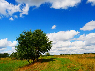 Baum auf Feld