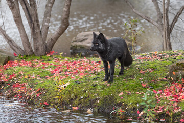 Obraz na płótnie Canvas Silver Fox (Vulpes vulpes) Stands on Island Looking Left Autumn