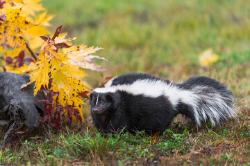 Fototapeta premium Striped Skunk (Mephitis mephitis) Hunches by Log Autumn
