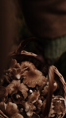 Mushrooms on the background of the autumn forest and in a basket.
