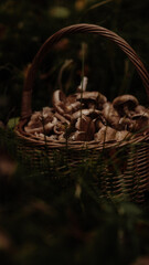 Mushrooms on the background of the autumn forest and in a basket.
