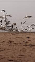 Gulls on the Bay. Birds on the beach. Autumn landscape.