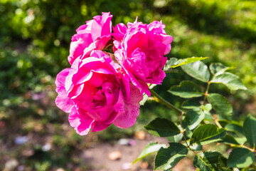 bright red rose against the background of a garden