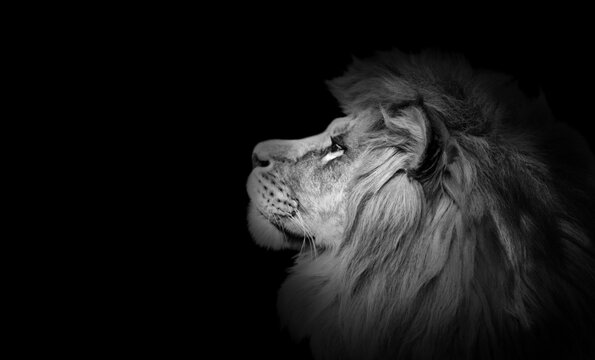 African Lion Profile Portrait On Black Background, Spectacular Dramatic King Of Animals, Proud Dreaming Panthera Leo Looking Forward. Low Key Photo With Copy Space Toned In Black And White Colors.