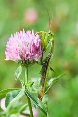 Macro of Female European Mantis or Praying Mantis, Mantis Religiosa. Green praying mantis. It is sitting on a pink clover flower