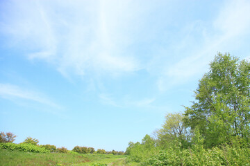 Obraz premium 新緑と青空