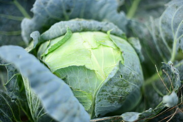 Large green cabbage on a vegetable garden in soft focus 