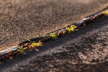 grass sprouts make their way through the treadmil in the sunset. selective focus. the concept of hope or destruction