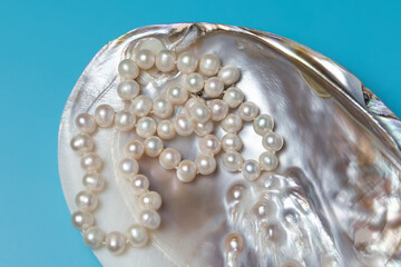 Natural pearls mother of pearl shell oyster close-up 
blue background.