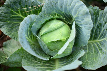 Fototapeta na wymiar Large green cabbage on a vegetable garden in soft focus 