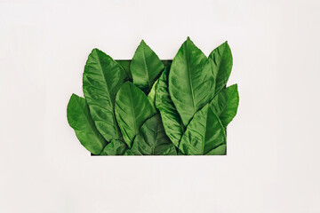 Creative layout made of fresh green leaves in frame. Flat lay.