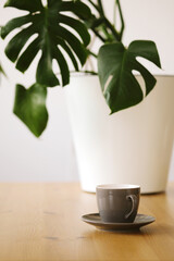 A gray cup with espresso coffee stands on a wooden table against the background of a monstera plant. Monstera delicius or Swiss cheese plant in the interior of a coffee shop.