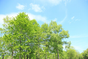 新緑の木々