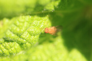 Macro shot of a fly in the garden