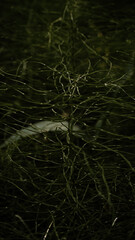 Nature of the autumn forest. Mushrooms, berries, trees, moss on an emerald background.