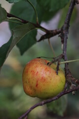 Apples in the autumn