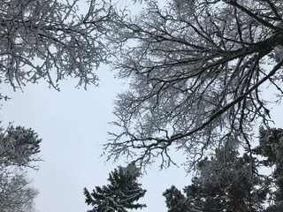 trees in the sky