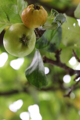 Apples in the autumn