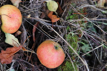 Apples in the autumn