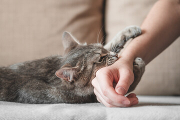 Aggressive gray cat attacked the owner’s hand. Beautiful cute cat playing with woman hand and biting with funny emotions...