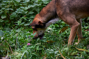 Homeless dog burps on the grass in nature.