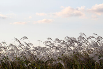 Fototapeta premium Reed flowers blowing in the wind, Reed flowers sway in the wind with blue sky background 