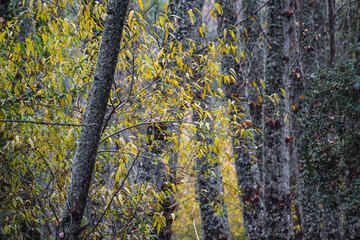 Autumn in the mountains
